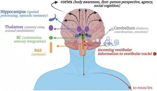 somatic awareness brain
